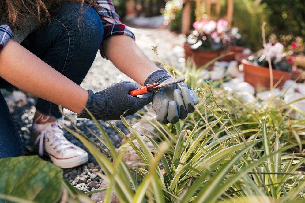 Pruning shrubs and plants in a well-maintained garden