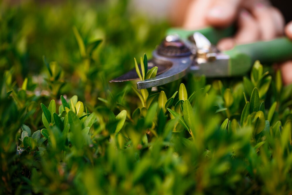 Close-up of a gardener pruning a plant