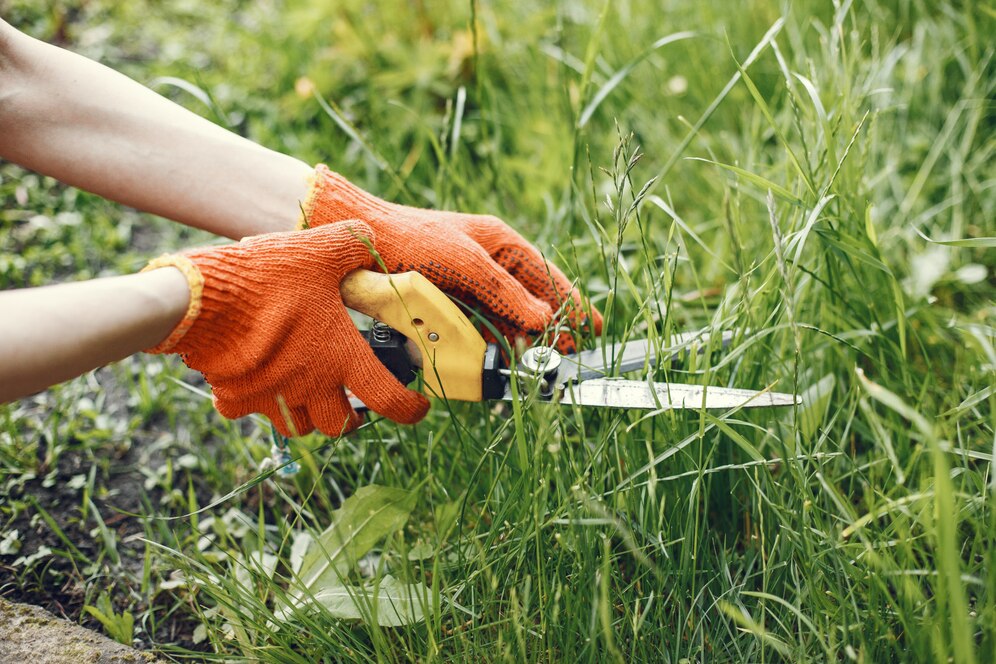 Gardener demonstrating pruning techniques on shrubs